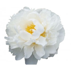 Peonija `Gardenia` Peonija `Gardenia`